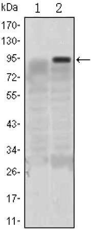 KLF4 Primary Antibody MP30105 [M1E6]