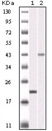 AURKB Primary Antibody MP20115 [M13E8D3]