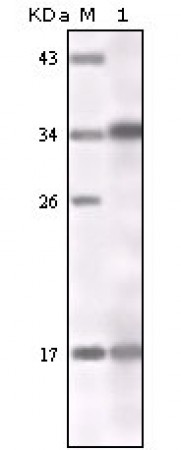 IFN-gamma Primary Antibody MP20160 [M1B1A4]