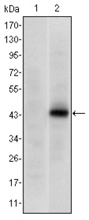 PAX4 Primary Antibody MP30155 [M3C12]