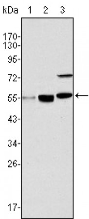 MYST1 Primary Antibody MP20140 [M8C4C4]