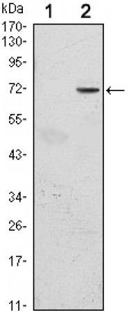GFI1 Primary Antibody MP30098 [M5D7]