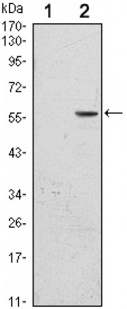 CD276 Primary Antibody MP30103 [M6A1]