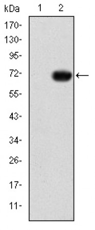 GATA5 Primary Antibody MP30262 [M1B11]