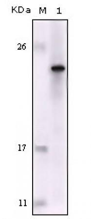 FES Primary Antibody MP20146 [M2E3G3]