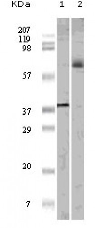 ELK1 Primary Antibody MP20102 [M7E10D5]