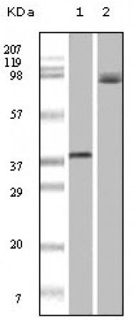 BRAF Primary Antibody MP20108 [M1H12F1]