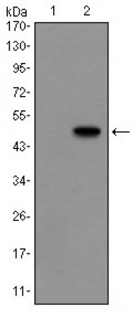 GCG Primary Antibody MP30151 [M2F9]