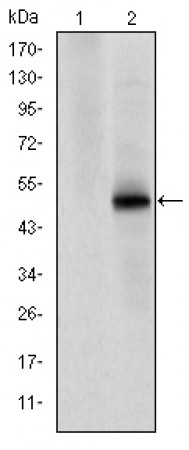CDK9 Primary Antibody MP30211 [M1B5A7]