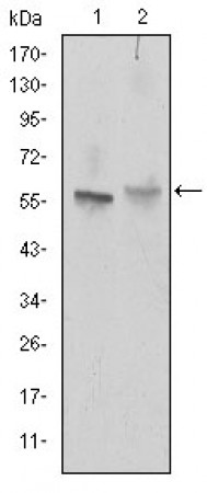 ABCG2 Primary Antibody MP30216 [M3G8]