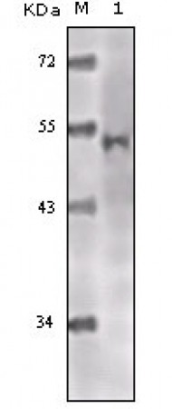 TIP60 Primary Antibody MP20141 [M3F9]