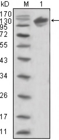 ERBB3 Primary Antibody MP20367 [M2F9]
