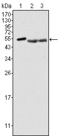 PTK6 Primary Antibody MP20122 [M2H12B8]