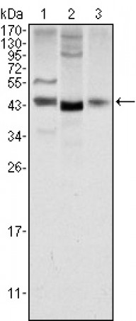 WNT1 Primary Antibody MP20378 [M10C8]