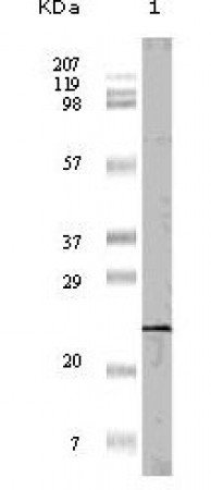 4E-BP1 Primary Antibody MP20105 [M11G12C11]