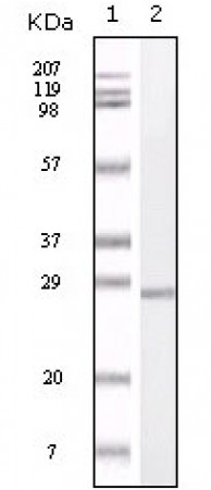 S100A1 Primary Antibody MP20119 [M2C8B8]