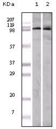 EphA1 Primary Antibody MP20053 [M5D2]