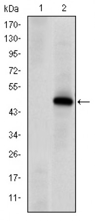 PRKDC Primary Antibody MP30170 [M3H6]