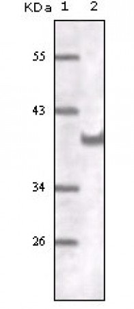 CD31 Primary Antibody MP20131 [M2F7B2]