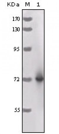 HRP Primary Antibody MP20162 [M3A5C6]
