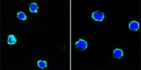 CD40 Primary Antibody MP20366 [M9G10]