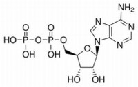 MCS24014  二磷酸腺苷 [58-64-0]