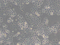 MCF0050  人大细胞肺癌细胞；NCI-H460