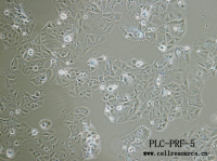 MCF0064  人肝癌亚力山大细胞；PLC/PRF/5