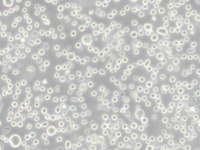 MCF0092  人多发性骨髓瘤细胞；RPMI-8226