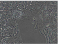 MCF0048  人非小细胞肺癌细胞；HCC827