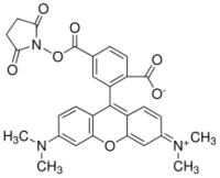 MC83511 6-Carboxy-tetramethylrhodamine N-succinimidyl ester 150810-69-8 6-羧基四甲基罗丹明琥珀酰亚胺酯