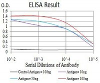 Phospho-4E-BP1 (Ser65) Primary Antibody MP31174 [M1E2E7]