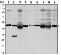 FOXD3 Primary Antibody MP30128 [M5G9]