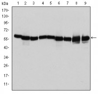 HSP60 Primary Antibody MP30193 [M3G8]
