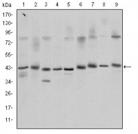 CREB1 Primary Antibody MP30200 [M5G3]