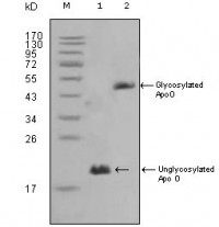 ApoO Primary Antibody  MP20321 [M2F1]