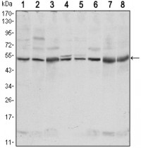 CSK Primary Antibody MP30117 [M5F3]