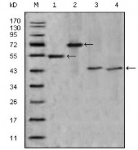 APOA4 Primary Antibody MP20306 [M2D1C9]