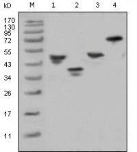 GST Primary Antibody MP20033 [M6G9C6]