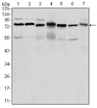 PSIP1 Primary Antibody MP30152 [M6E4]