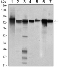 STAT5B Primary Antibody MP30074 [M5B3]