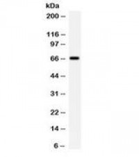 Anti-BCHE / Cholinesterase Antibody MX-C490200