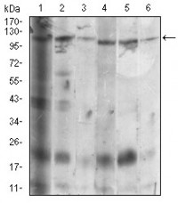 SDC1 Primary Antibody MP30658 [M1A3A3]
