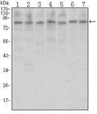 CTCF Primary Antibody MP30149 [M1D11]