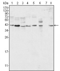 ERK2 Primary Antibody MP20092 [M4C11]
