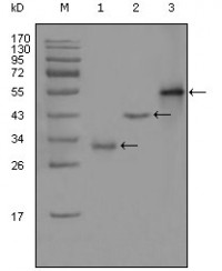 PEG10 Primary Antibody MP20295 [M1B1C4]