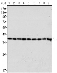 GAPDH Primary Antibody MP20035 [M1A10]
