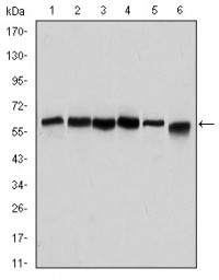 BECN1 Primary Antibody MP30182 [M2A4]