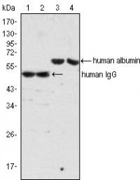 human Albumin Primary Antibody MP20269 [M8F6F9]