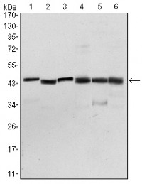 PDK1 Primary Antibody MP30154 [M4A11]